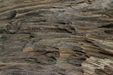 Petrified Wood Log Covered In Druzy Quartz - Zwenkau, Germany #130540-2